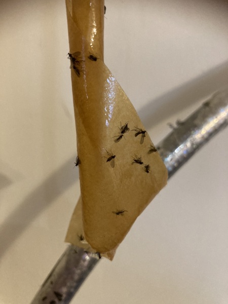 What are these flies??
