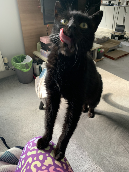 To KNOW Dcat was wrong and secretly think she should admit she was?