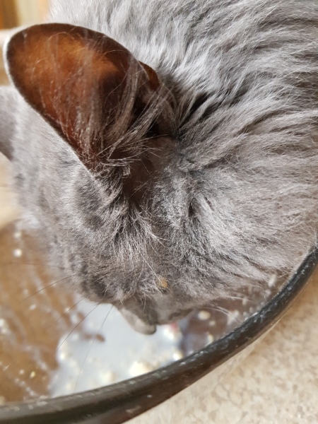 Hundreds of cats, thousands of cats, millions and billions and trillions of cats
