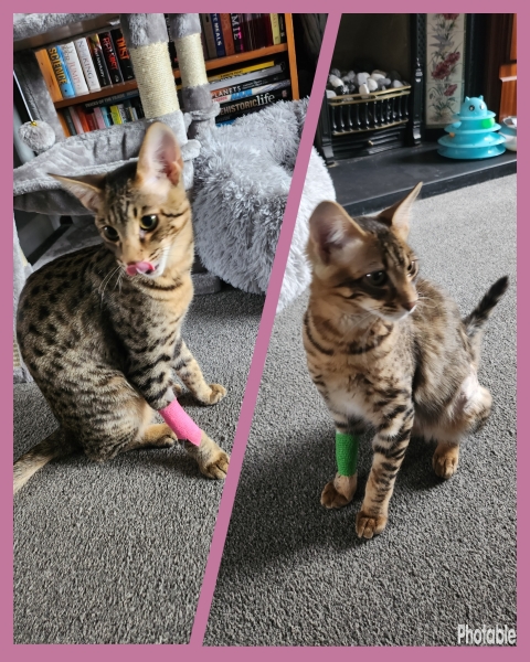 How to keep them quiet after surgery??