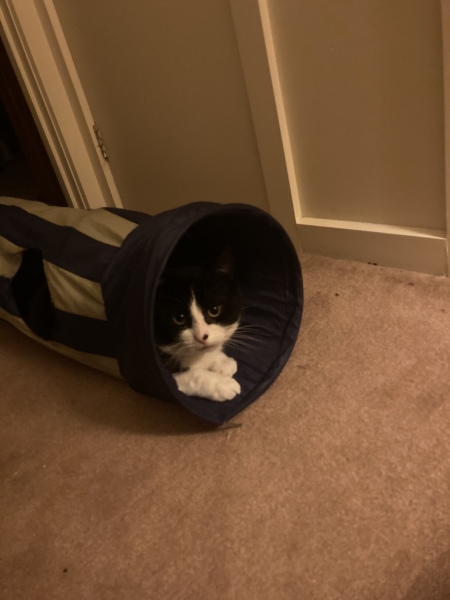 This is the best toy ever.