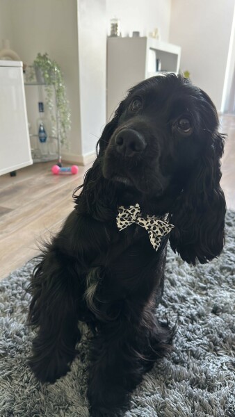 Puppy Survival Thread - as we approach Fireworks night for the first time…