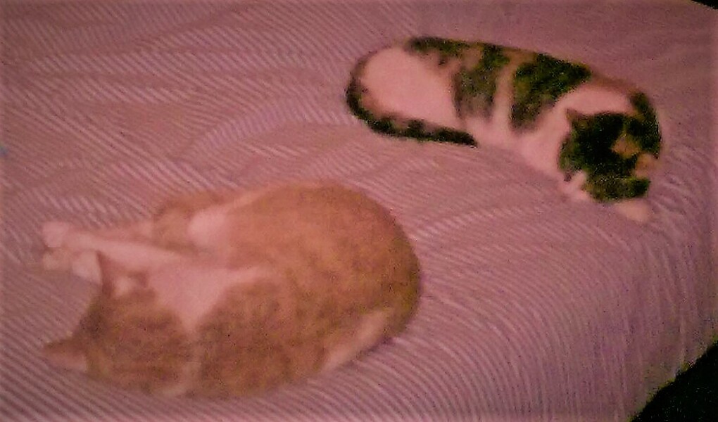 Cats used to be worshiped as Gods...