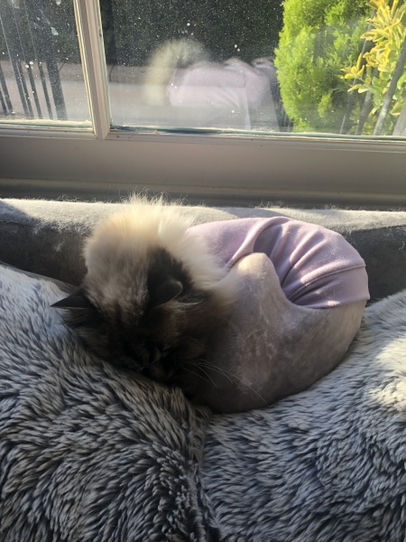Claws McGraws the swipey bitey rescue cat