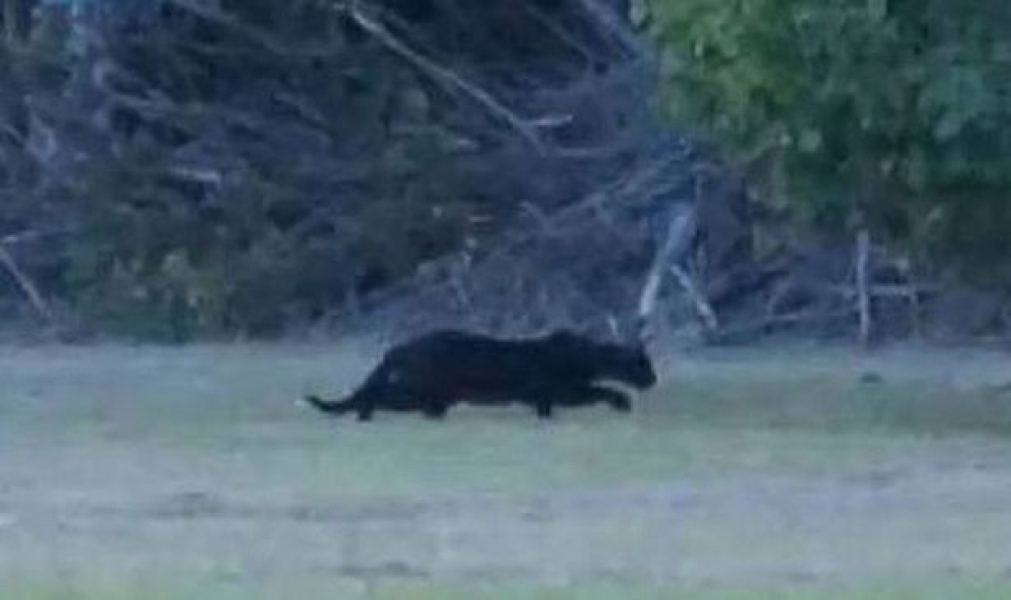 To wonder if big cats really can be roaming the countryside?