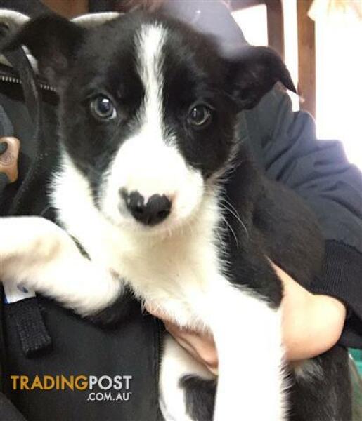 It’s time for a game of… NAME. THAT. PUPPY!