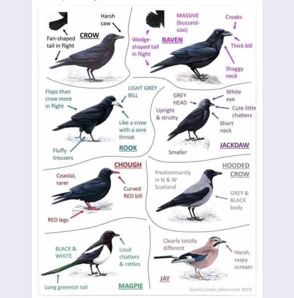 A question about Corvids
