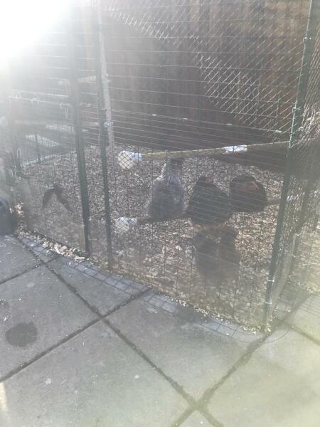 Stinky, horrible, waterlogged chicken run - advice / opinions please