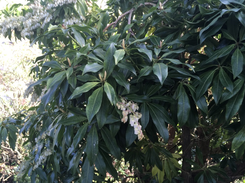   Plant id anyone please?