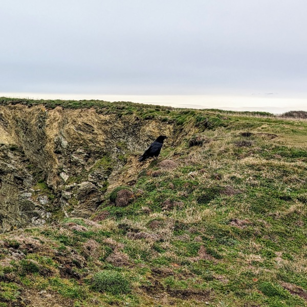 A question about Corvids