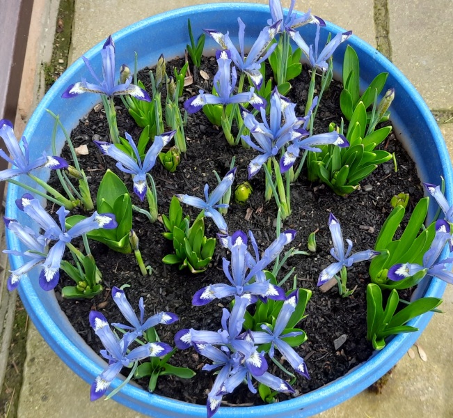 Spring and Summer Bulbs 2023