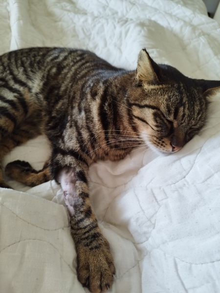 One of my boys has gone missing and I'm gutted