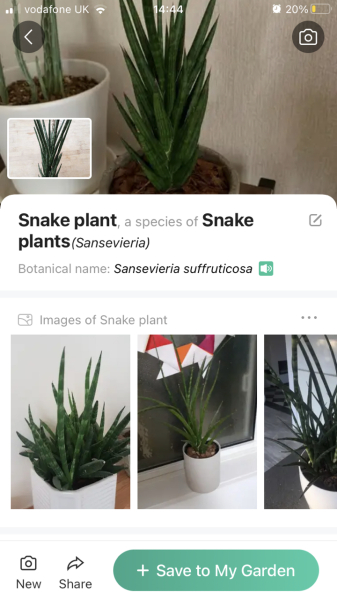 Can anyone ID the potentially poisonous succulent I just licked? (Pics)