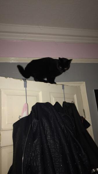 How many black cats...