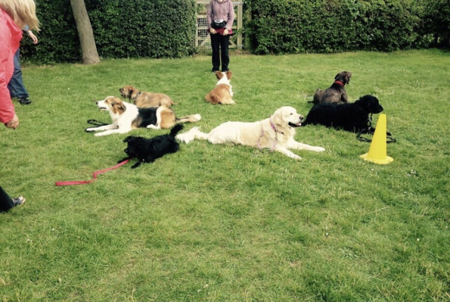 Golden Retriever? 