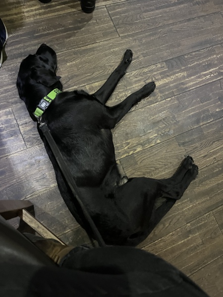 Tell me everything I need to know about Labradors please!