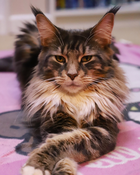 Cats used to be worshiped as Gods...