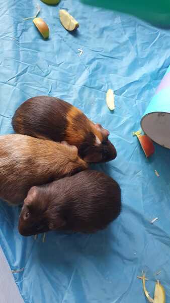 A genuine Guinea pig thread!!! 