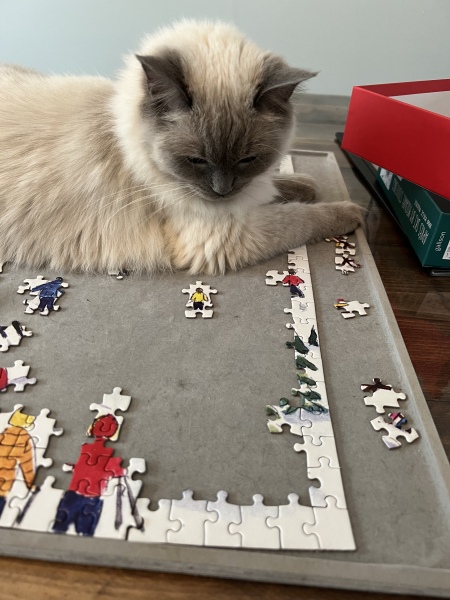 Adopting a rescue ragdoll