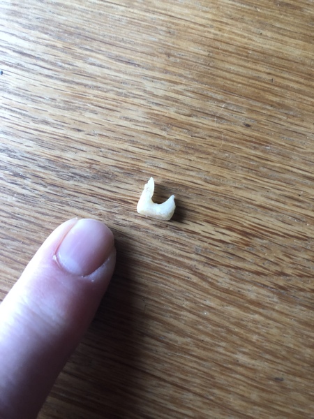 Is this a cat tooth?