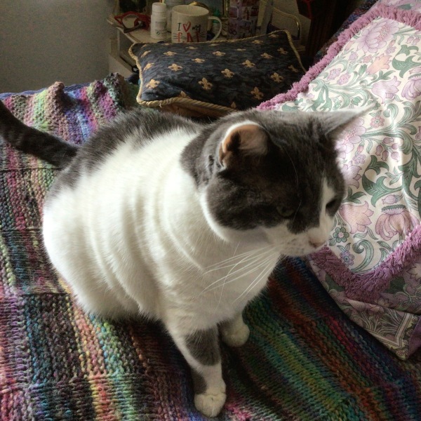Fat Cat FINALLY Losing Weight Yay!