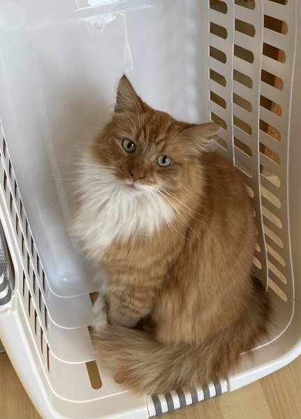 To KNOW Dcat was wrong and secretly think she should admit she was?