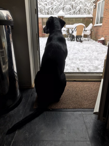 Puppy Survival Thread - as we approach Fireworks night for the first time…