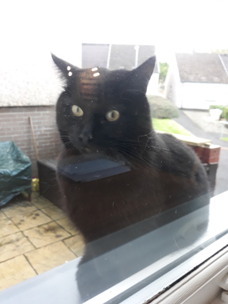 Hundreds of cats, thousands of cats, millions and billions and trillions of cats