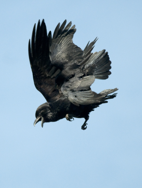 A question about Corvids