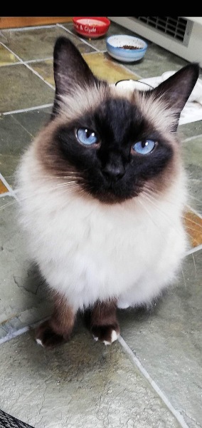 Does anyone have a ragdoll?