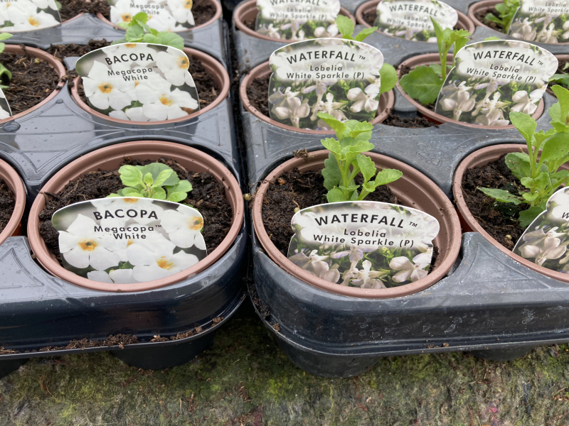 What is this plant at the front of the photo. 