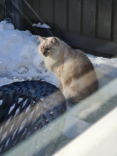 To KNOW Dcat was wrong and secretly think she should admit she was?