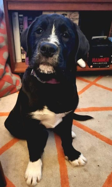 Does my dog win greediest dog award...