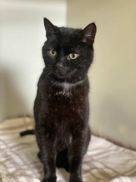 I need an older cat for my DM. Where from?