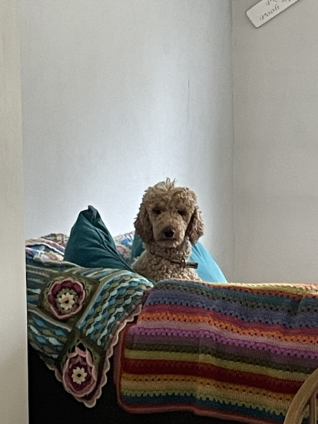 Poodles