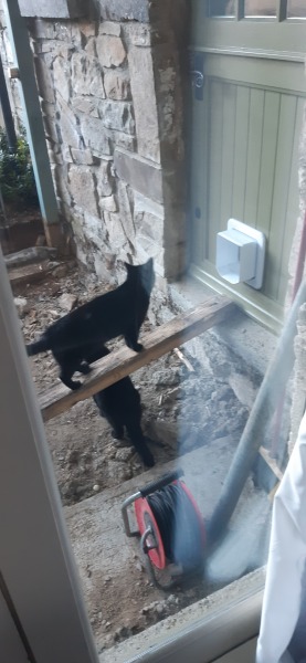 How many black cats...