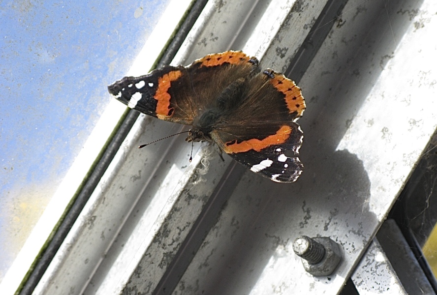 I've just seen my first butterfly of the year!
