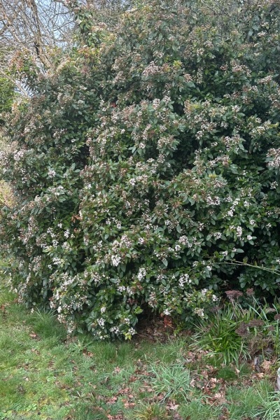 Need help…I want gardening to be something I love 