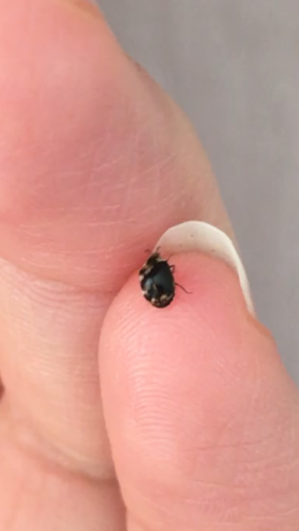 BED BUG OR FLEE?