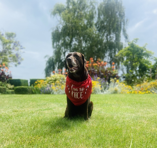 Tell me everything I need to know about Labradors please!