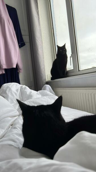 Pros and cons of having a cat?