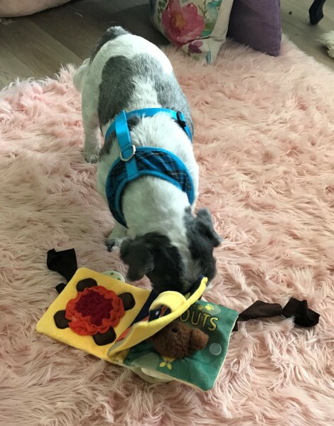 How long should I walk my dog?