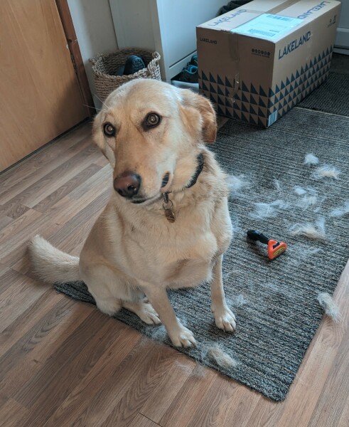 I think my dog is dying 