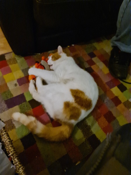 Cats used to be worshiped as Gods...