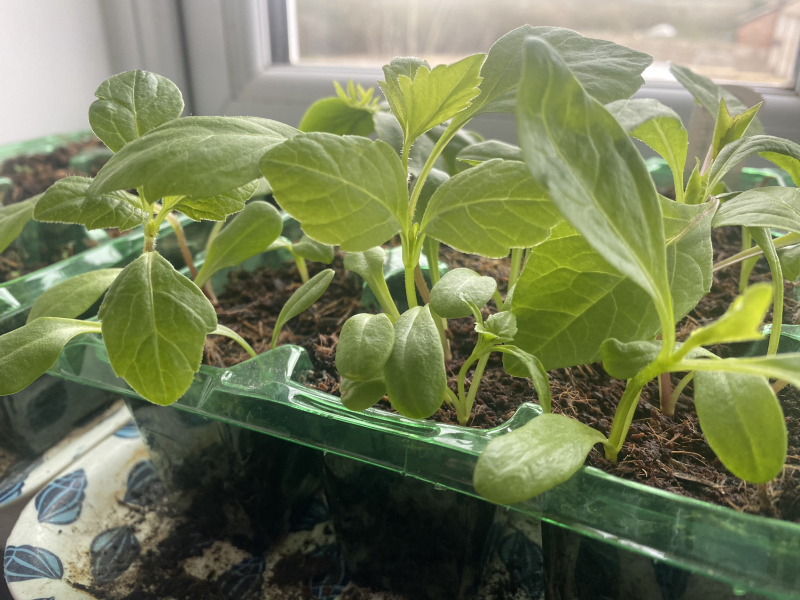 Dahlias 2023
