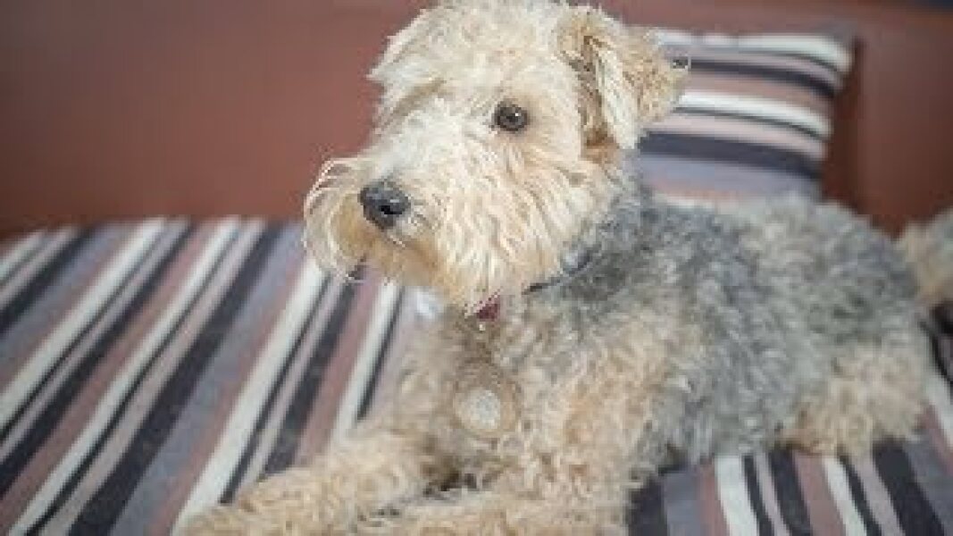 What breed is this little dog?