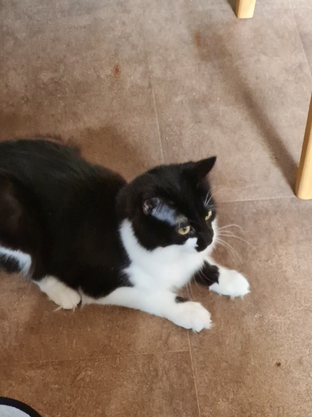 Viewing foster cat today