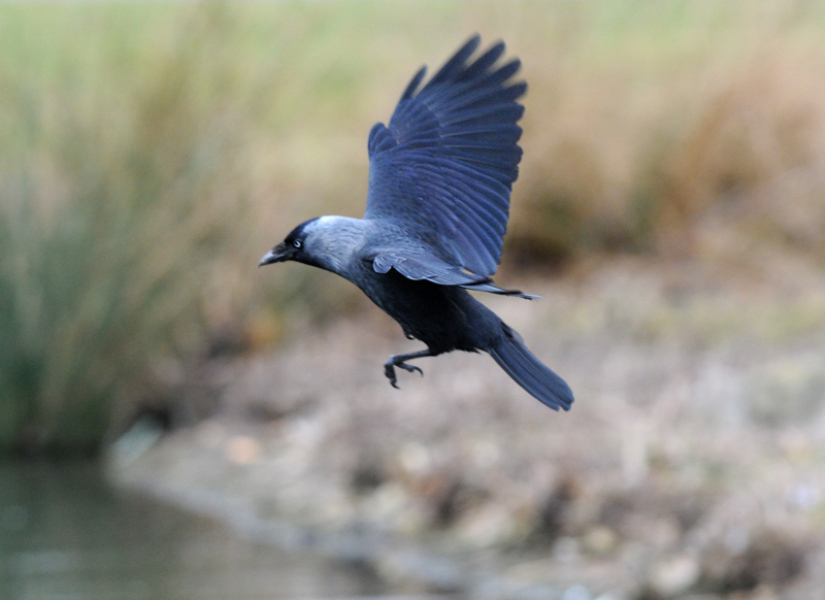 A question about Corvids