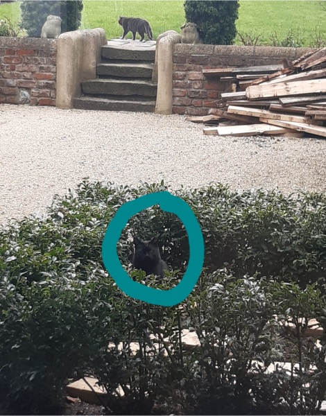 How many black cats...