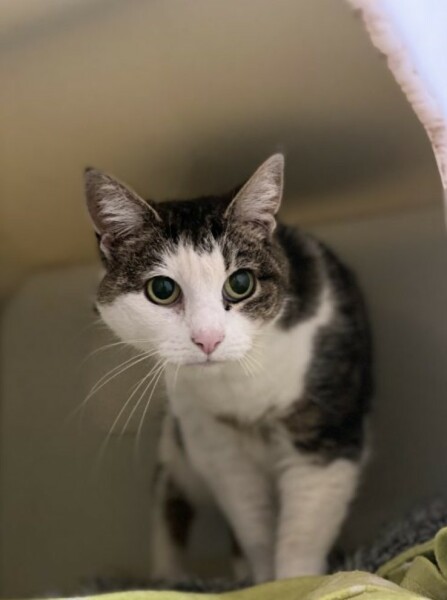 I need an older cat for my DM. Where from?